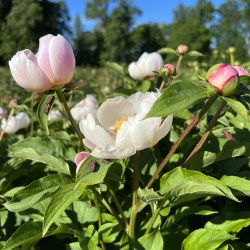 Paeonia lactiflora pilt Marika Vartla IMG-9195